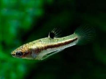 Heterandria formosa!!! beschikbaar voor biedingen