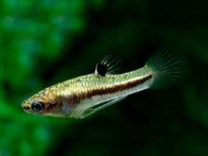 Heterandria formosa!!!, Dieren en Toebehoren, Vissen | Aquariumvissen, Zoetwatervis, Vis