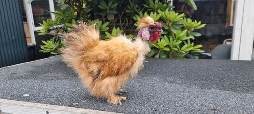 Zijdehoen kriel showgirl haan van 2024, Dieren en Toebehoren, Pluimvee, Kip, Mannelijk