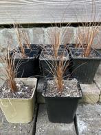 Carex buchananii in 9 x 9 cm pot, Tuin en Terras, Planten | Tuinplanten, Zomer, Vaste plant, Siergrassen, Ophalen