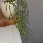 Ripsalis stek. Doet het goed!, Huis en Inrichting, Ophalen of Verzenden, Overige soorten, Minder dan 100 cm