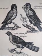 Oude prent roofvogels, Verzamelen, Foto's en Prenten, Verzenden, 1960 tot 1980, Gebruikt