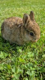 2 lieve dwerg konijntjes zoeken 5 sterren huis, Dieren en Toebehoren, Konijnen, Dwerg, Vrouwelijk, 0 tot 2 jaar