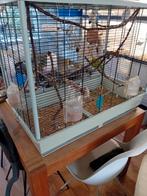 Tekoop grote vogel kooi met 2 koppels grasparkieten, Dieren en Toebehoren, Ophalen, Zo goed als nieuw, Vogelkooi