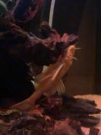 Ancistrus L-nummer algeneter, Vis