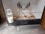 Rijstvogels, Dieren en Toebehoren, Meerdere dieren