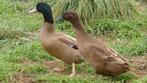 Khaki cambell eenden, Dieren en Toebehoren, Pluimvee, Meerdere dieren, Eend