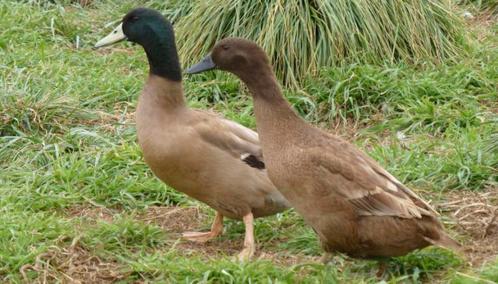 Khaki cambell eenden, Dieren en Toebehoren, Pluimvee, Eend, Meerdere dieren