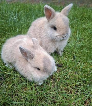 Super schattige lieve ini mini dwergkonijntjes 9 weken jong! beschikbaar voor biedingen