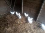 Whyandotte kippen en hanen, Dieren en Toebehoren, Pluimvee, Meerdere dieren, Kip