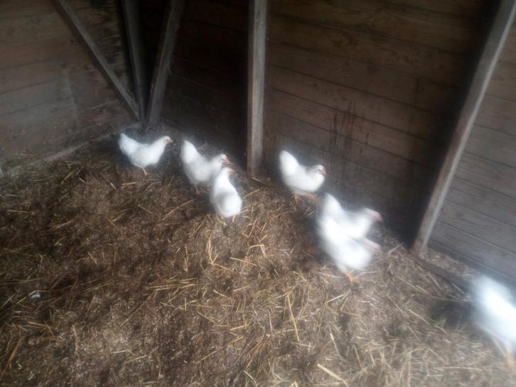 Whyandotte kippen en hanen, Dieren en Toebehoren, Pluimvee, Kip, Meerdere dieren