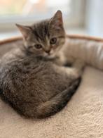 Britsekorthaar kittens te koop, Meerdere dieren, Kortharig, 0 tot 2 jaar