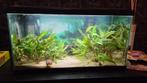 60L aquarium, Ophalen of Verzenden, Zo goed als nieuw, Gevuld zoetwateraquarium