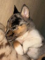 Laatste Husky x Australische Herder Reutje Beschikbaar, Reu, 8 tot 15 weken, Eén hond, Middel