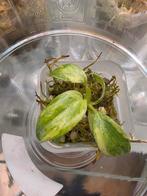 Philodendron gloriosum tricolor tc 1, Huis en Inrichting, Kamerplanten, Ophalen of Verzenden, Halfschaduw, Minder dan 100 cm