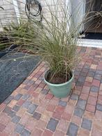 Pampasgras 90 cm hoog, Ophalen, Volle zon, Vaste plant, Siergrassen