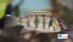 African Butterfly Cichlid, Dieren en Toebehoren, Vis, Zoetwatervis