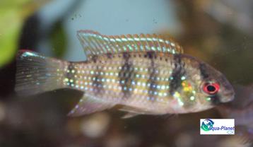 African Butterfly Cichlid beschikbaar voor biedingen