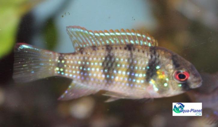 African Butterfly Cichlid, Dieren en Toebehoren, Vissen | Aquariumvissen, Zoetwatervis, Vis