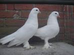 Witte .. Sierduiven '', Dieren en Toebehoren, Vogels | Duiven, Meerdere dieren, Overige soorten