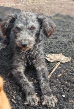 Curly is in Nederland., Particulier, Rabiës (hondsdolheid), 1 tot 2 jaar, Buitenland