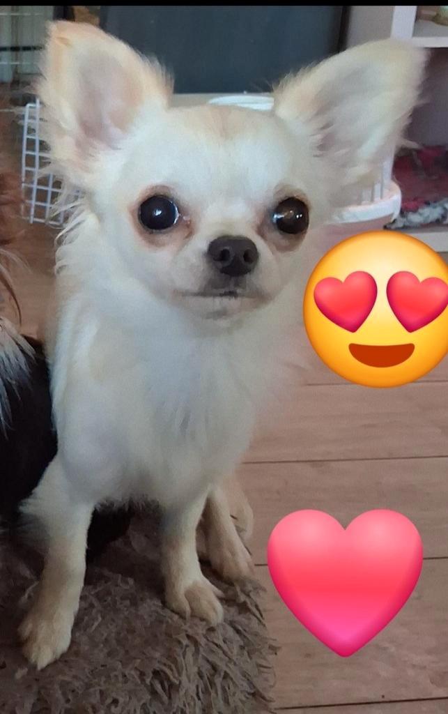 TK mooi chihuahua langhaar teefje, Dieren en Toebehoren, Honden | Chihuahua's en Gezelschapshonden, Teef, Chihuahua, Fokker | Hobbymatig