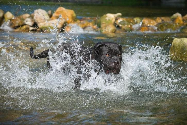 Dekreu Cane Corso beschikbaar, Dieren en Toebehoren, Honden | Dekreuen, Reu, Particulier, Eén hond, België, 3 tot 5 jaar, CDV (hondenziekte)