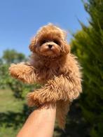 Exclusieve Maltipoo F1 Super Mini pups (Maltezer/Toy Poedel), Dieren en Toebehoren, Honden | Chihuahua's en Gezelschapshonden