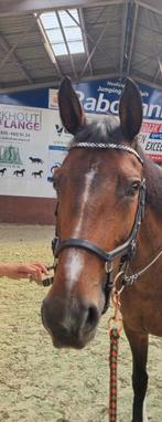 RAMBO MICKLEM HOOFDSTEL, Ophalen, Dressuur