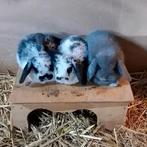 Jonge hangoor konijntjes, Dieren en Toebehoren, Konijnen, Meerdere dieren, Hangoor