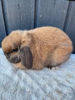 Nederlandsche hangoordwerg mini lop, Dieren en Toebehoren, Konijnen, Mannelijk, Dwerg