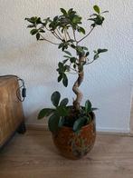 S vormig bonsai inclusief bloempot, Huis en Inrichting, Kamerplanten, Ophalen, Overige soorten, Minder dan 100 cm