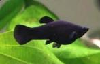 Black Mollys, Vis, Zoetwatervis