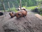 1 Jong cavia beertje, Cavia, Juni, Mannelijk, Tam