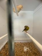 Isabel en timbrado poppen, Dieren en Toebehoren, Vogels | Kanaries, Vrouwelijk