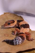 Vetstaart gekko	Hemitheconyx caudicinctus, Dieren en Toebehoren, Reptielen en Amfibieën, Hagedis