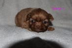 Mooie livergen shih tzu's ( zeer klein), Dieren en Toebehoren, Honden | Chihuahua's en Gezelschapshonden, Overige rassen, 8 tot 15 weken