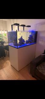 Aquarium Red Sea 500L, Ophalen, Zo goed als nieuw, Gevuld zeewateraquarium