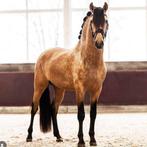 Prachtige ruin te koop, Dieren en Toebehoren, Paarden, Gechipt, Ruin, M, Dressuurpaard