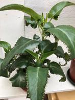 10 mother of thousands plantjes voor  50 cent per pot, Ophalen of Verzenden, Volle zon, Minder dan 100 cm