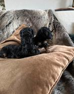 Toypoedel pups black en tan & zwart, Dieren en Toebehoren, Honden | Chihuahua's en Gezelschapshonden, Poedel, Rabiës (hondsdolheid)