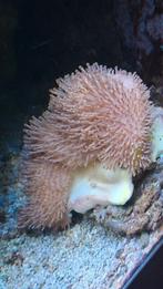 Leder koraal, Dieren en Toebehoren, Overige typen