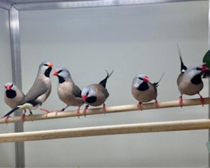 Spitsstaart amadines, Dieren en Toebehoren, Vogels | Overige Vogels, Meerdere dieren