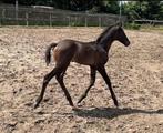 Knap kwpn x pre hengst veulen, Hengst, Dressuurpaard, Gechipt, 0 tot 2 jaar