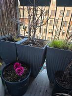 Bank,  tafel, bloemenpotten,planten., Ophalen, Zo goed als nieuw, Hout