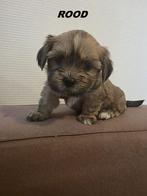 Lhasa apso, Dieren en Toebehoren, Honden | Chihuahua's en Gezelschapshonden, Overige rassen, CDV (hondenziekte), 8 tot 15 weken