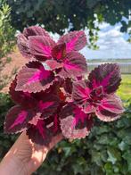 Coleus Chinese Rose in pot, Overige soorten, Ophalen of Verzenden, In pot, Minder dan 100 cm