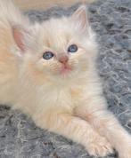 Ragdoll kittens stamboom getest zeldzame kleuren, Meerdere dieren, Gechipt, 0 tot 2 jaar