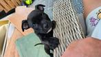 Pocket bully black (mogen naar hun gouden mandje 🥰), Dieren en Toebehoren, Honden | Bulldogs, Pinschers en Molossers, CDV (hondenziekte)
