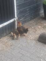 Kip en haan met kuikens